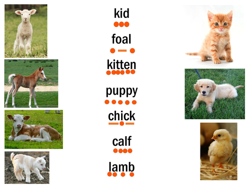 Baby Animal Name matching | Teaching Resources