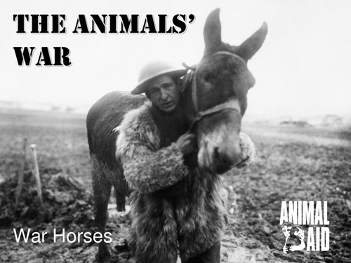 Animals in WWI PowerPoint 2: War Horses 