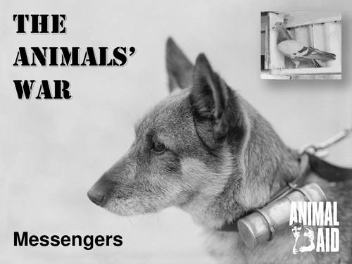 Animals in WWI PowerPoint 3: Messengers 