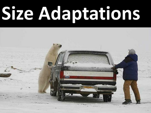 Arctic Adaptation: Surface Area: Volume Ratio