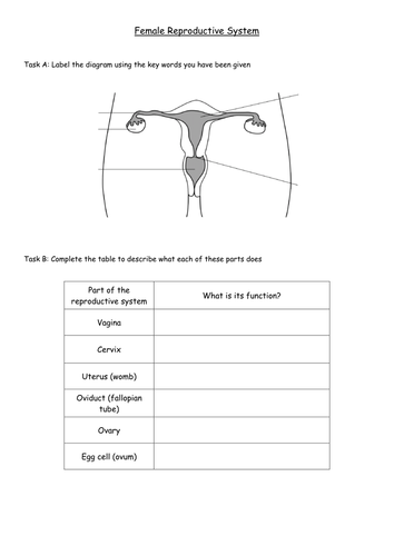 Human Reproductive Organs Sheet by cdaubner - Teaching Resources - Tes