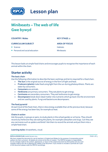 Welsh lesson plan: Minibeasts - The web of life