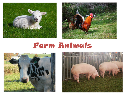 30 Photos of Farm Animals | Teaching Resources