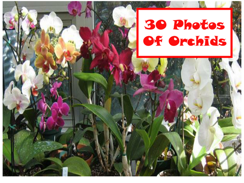 30 Photos Of Orchids