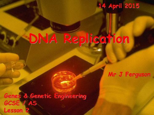   L2 DNA Replication