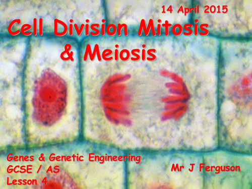 L4 Cell Division and Mitosis