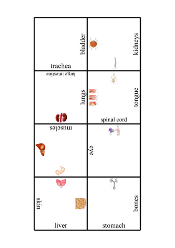 Organs of the human body jigsaw | Teaching Resources