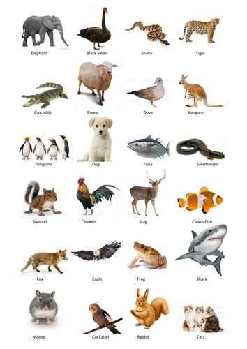 PowerPoint Chart with Vertebrate Theme