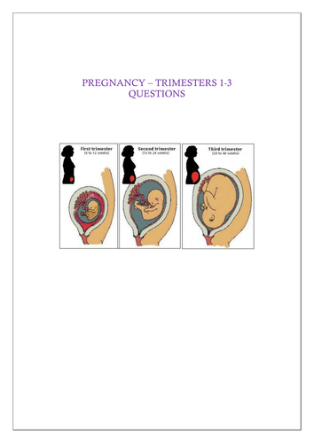 Three trimesters of pregnancy