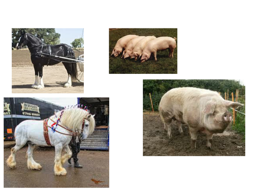 Complete Animal Farm SOW and resources for EDEXCEL 