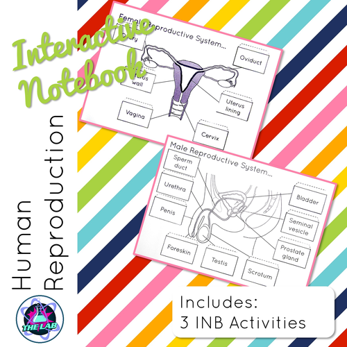Human Reproduction Interactive Science Notebook