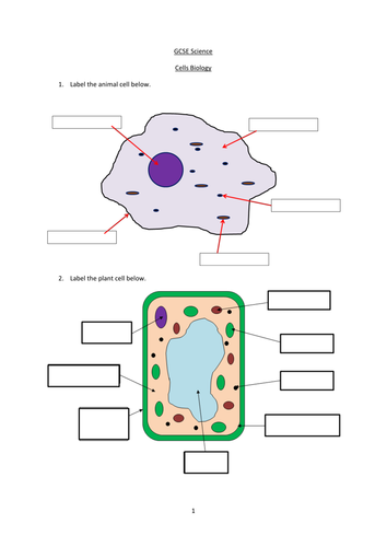 Plant Cell Diagram Gcse Biology