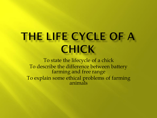 Lifecycle of a chicken