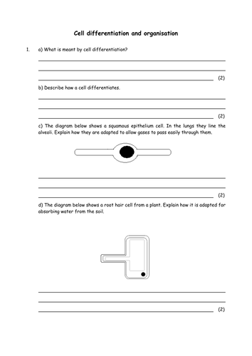 Biology: Cell differentiation