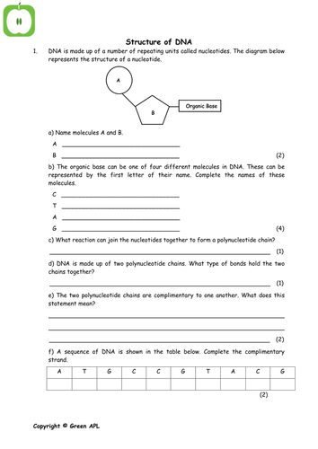 DNA structure