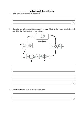 Biology: Mitosis workshet