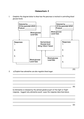 Biology: Homeostasis including controlling blood glucose levels