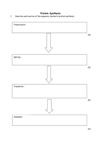 Biology: Polypeptide synthesis