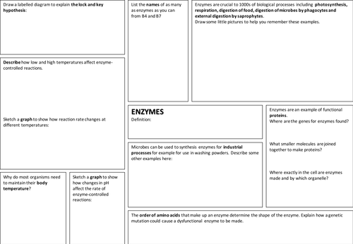 Synoptic enzymes revision mat