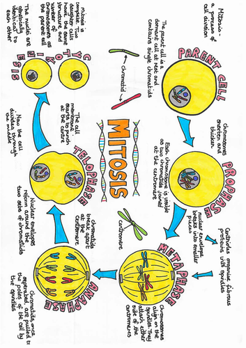 Mitosis Poster