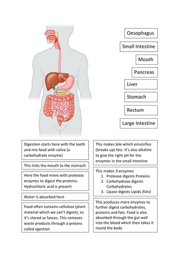 KS3 Digestive System Cut and Stick | Teaching Resources