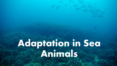 Adaptation in Sea Animals