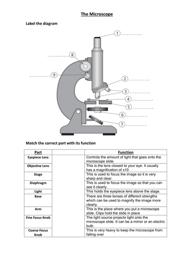 29 Using A Microscope Worksheet - Worksheet Resource Plans