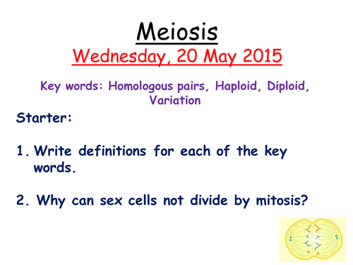 Meiosis