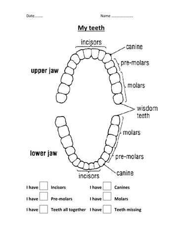 Looking at my Teeth and Gums by Suemaas - UK Teaching Resources - TES