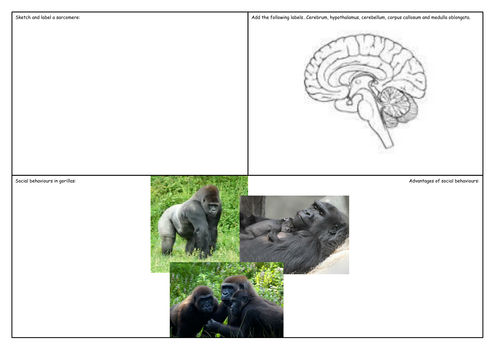 OCR A Level Biology Responding to the environment crib sheet
