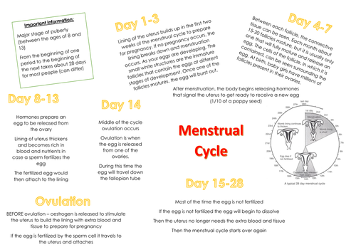 Menstrual Cycle- OCR