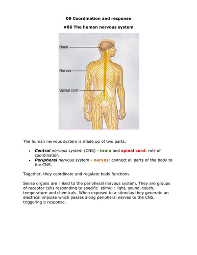 bio igcse notes - coordination and response 