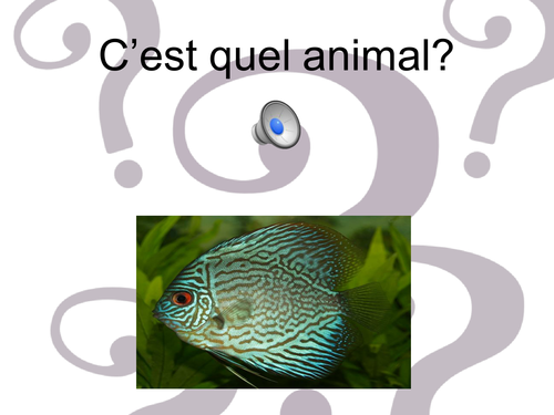 easyMFL Year 4 French Unit 12 "Carnaval des Animaux" SOL and Complete Resources