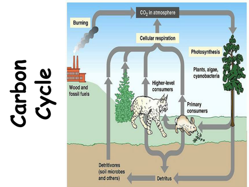 The Carbon Cycle GCSE