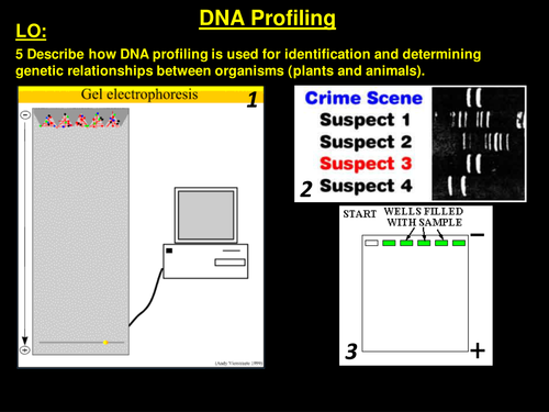 DNA Profiles