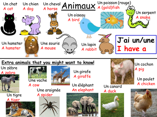 Les Animaux Topic Sheet Teaching Resources