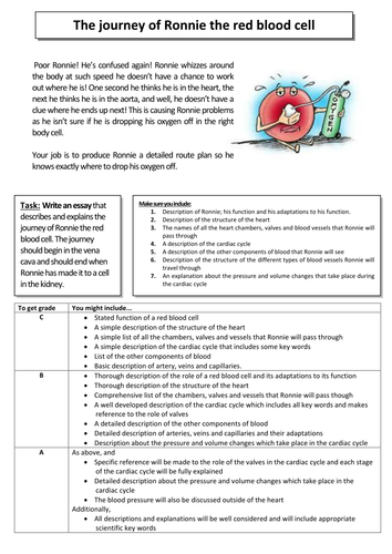 circulatory system essay