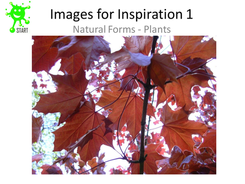 Art Resource Images for inspiration - Natural forms - Plants. Updated