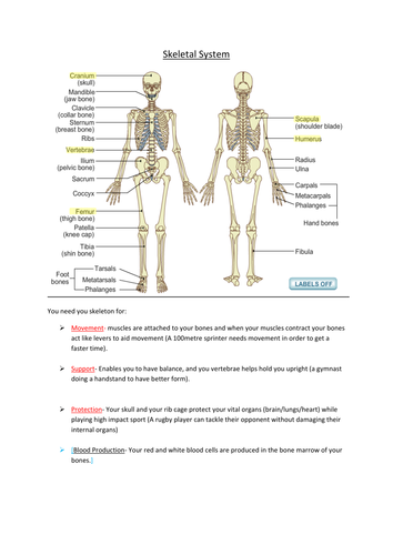 Revision for the systems EDEXCEL PE 