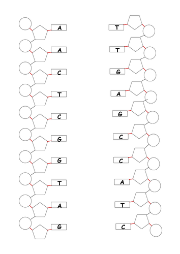 DNA base pair game