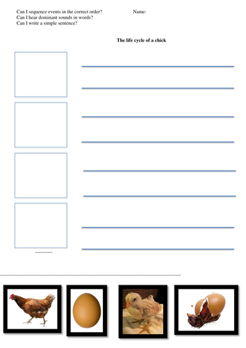 Sequence the life cycle of a chick