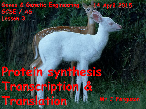 L3 Protein synthesis Transcription & Translation