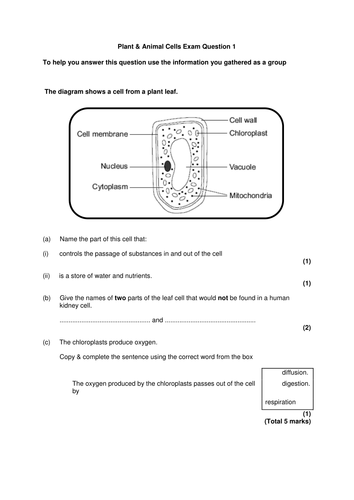 New AQA 2016 GCSE Science Spec Plant & Animal Cells Lesson ...