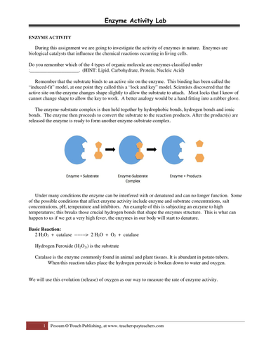 Basic Enzyme Lab Activity