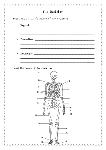 Bones, muscles and joints