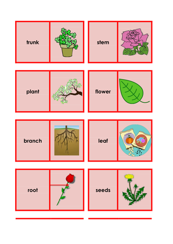Growing Plants - Science keyword activities, resources and displays