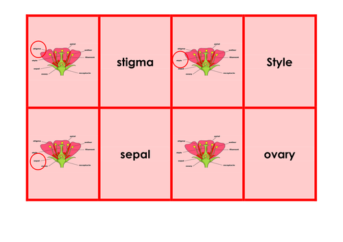 LIfe Cycles - Science keyword activities, resources and displays