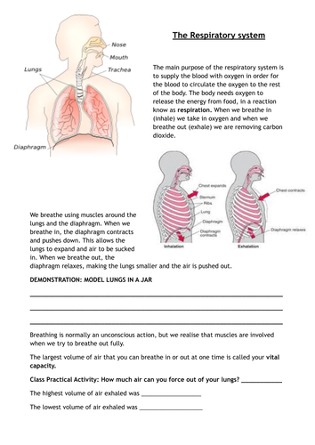 Respiratory System - notes, practical activities, puzzle pages and