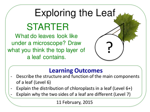 Grade 6-12: Exploring The Leaf (Plants & Ecosystems 7.6)