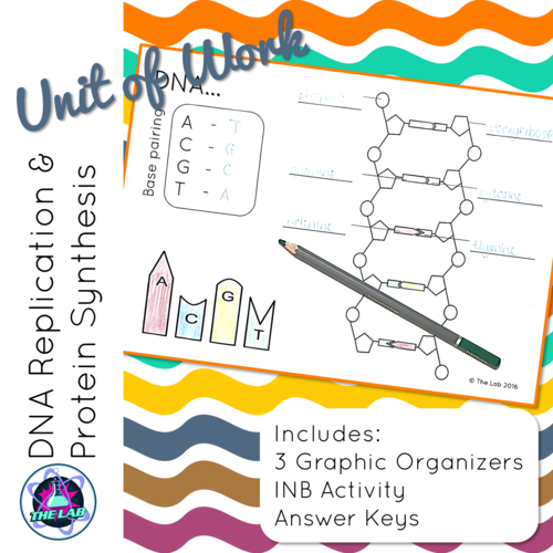 DNA Replication & Protein Synthesis